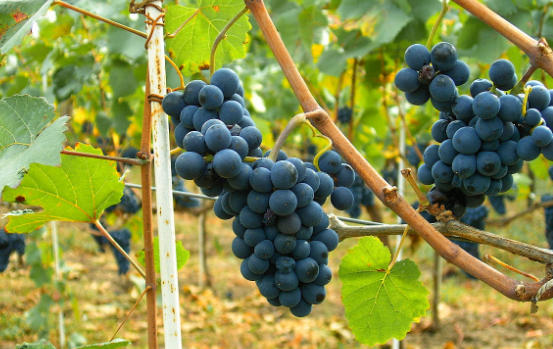 gamay是什么品种的葡萄？