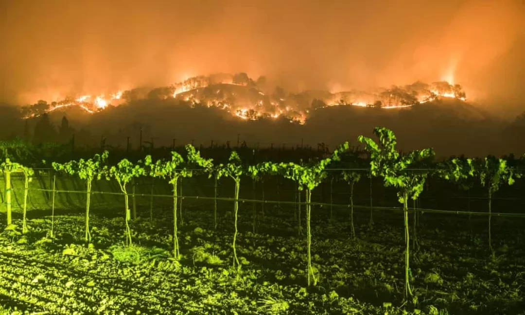 气候变化阻碍葡萄酒的生产