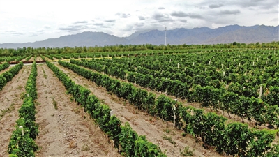 贺兰山东麓葡萄酒产业有着不错的未来
