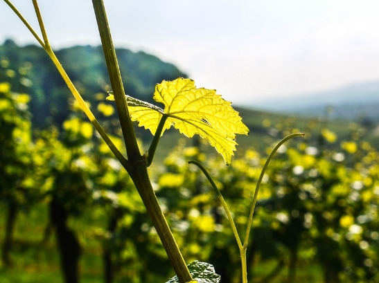 雅拉谷葡萄酒产区是什么气候？
