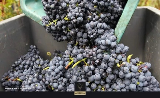 2019年法国香槟产区开始葡萄采收