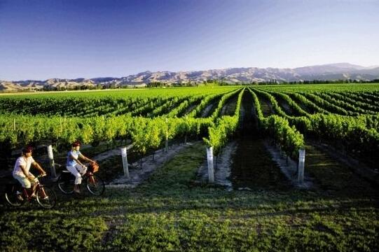 宁夏贺兰山东麓葡萄酒产区将打造成新的产业经济名片