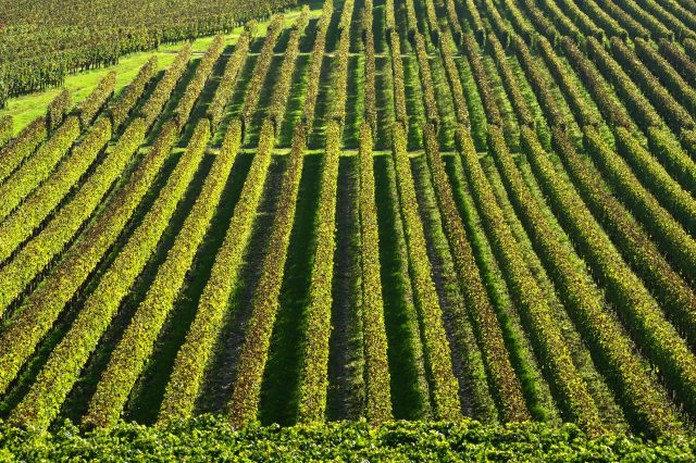 美国政府仍然考虑对法国葡萄酒征收关税