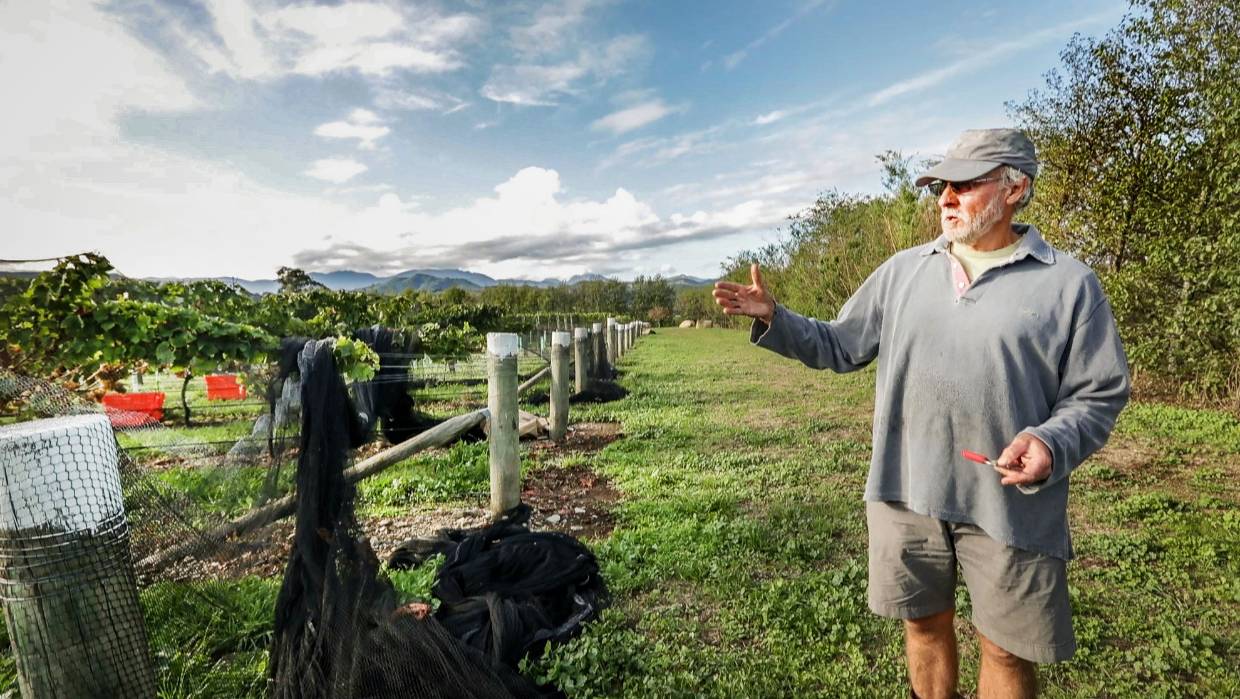 尼尔森超越中部奥塔哥，成为新西兰的第四大葡萄酒产区