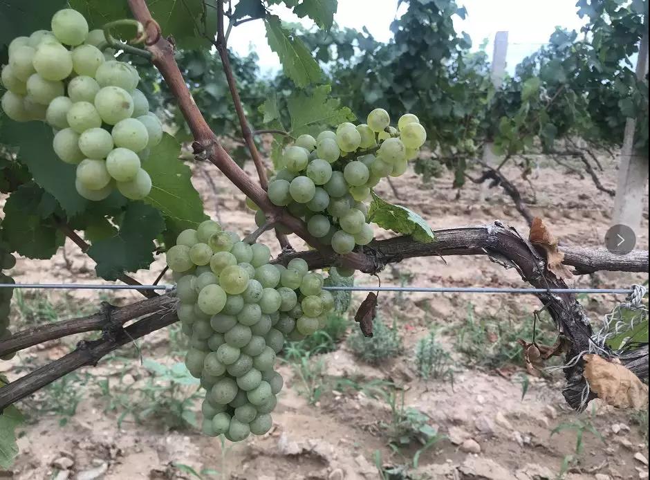 紫晶庄园马树森：“产区要复兴，怀来不能在中国葡萄酒整体发展中掉了队。”|怀来专栏