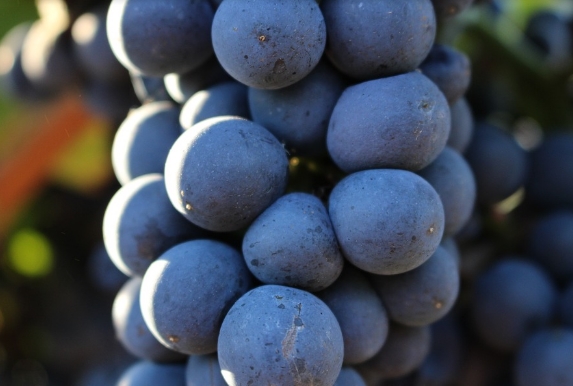 葡萄成熟：葡萄酒重要但深奥的因素
