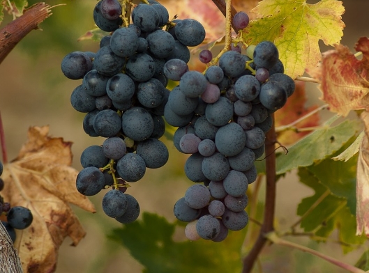 多瑞加弗兰卡葡萄酒有什么特点？