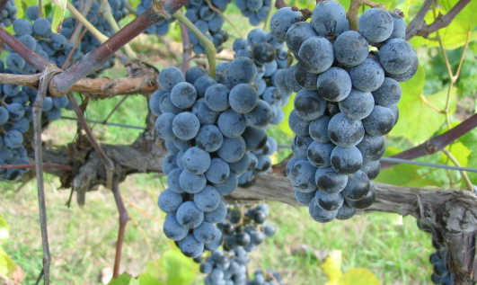 金钱溪——气候温和的葡萄酒产区