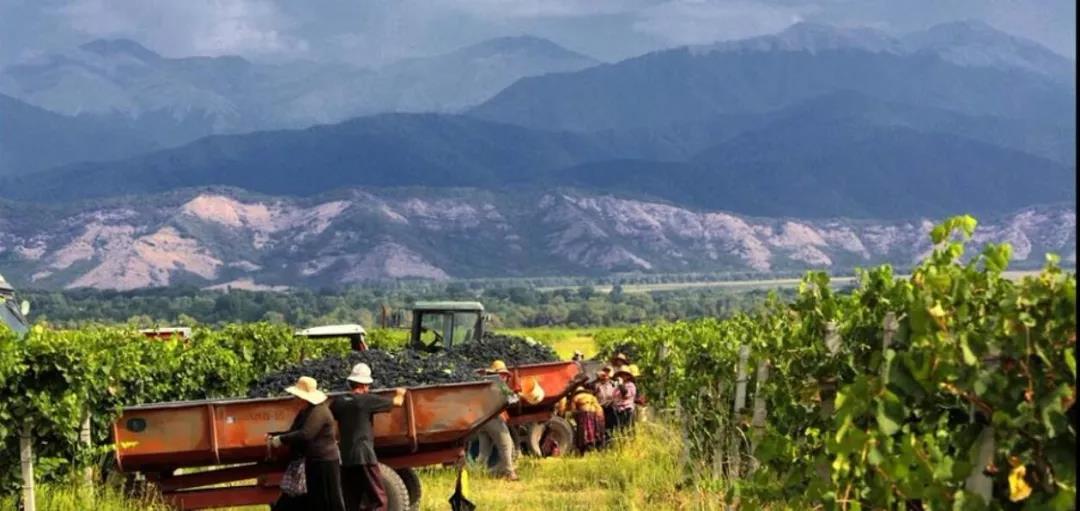 大约4000名葡萄种植者将葡萄送往卡赫基产区