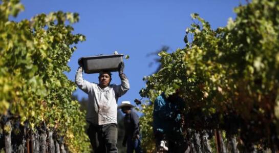 加州索诺玛县被评选为“年度葡萄酒产区”