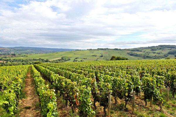 朗格多克将会成为下一个法国经典葡萄酒产区