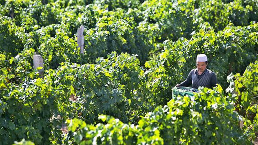 贺兰山东麓葡萄酒蓄势待发，未来将成为葡萄酒产业引领者