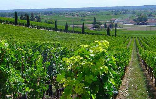 2019年法国葡萄酒产量预计只有42.2亿升