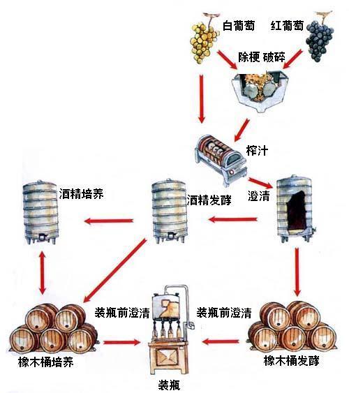 大家知道葡萄酒的发酵过程有哪些？