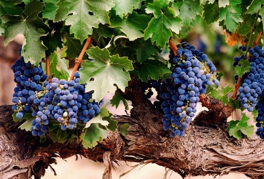 酿酒葡萄品种：桑娇维塞（Sangiovese）