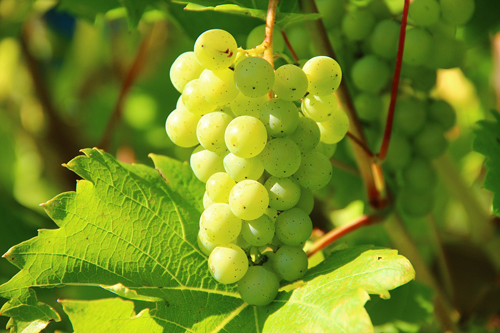 查敦尼葡萄酒的特点是什么？
