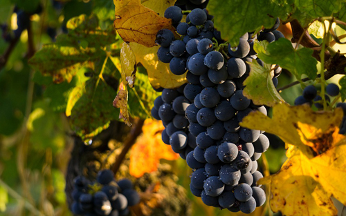 佳百酿葡萄酒的特点是什么？