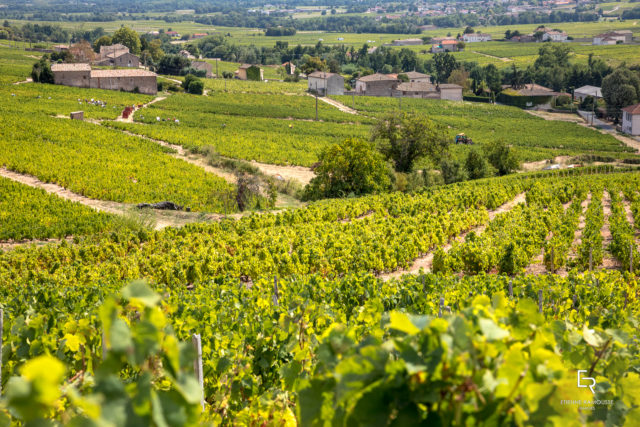 博若莱产区引领法国葡萄酒出口量
