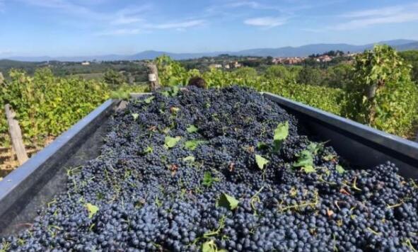 意大利荣登全球葡萄酒产量冠军宝座