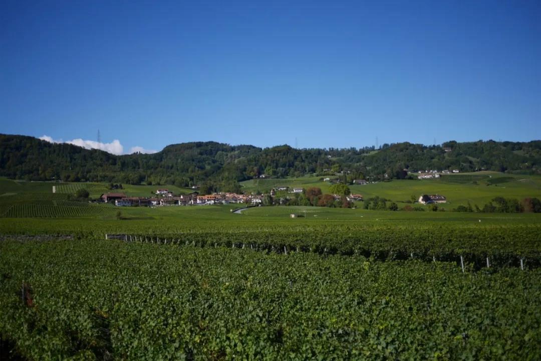 雪山下的葡萄园—瑞士美酒 11.9-11 Interwine 现场来袭！