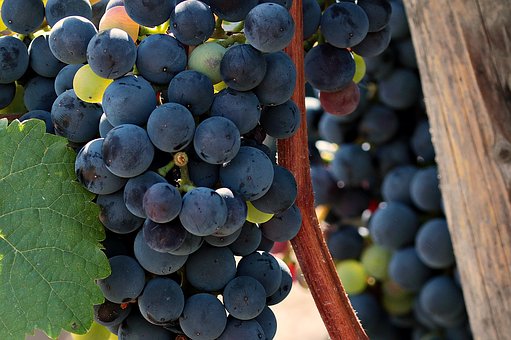 为什么识酒要从记住葡萄品种去着手呢？