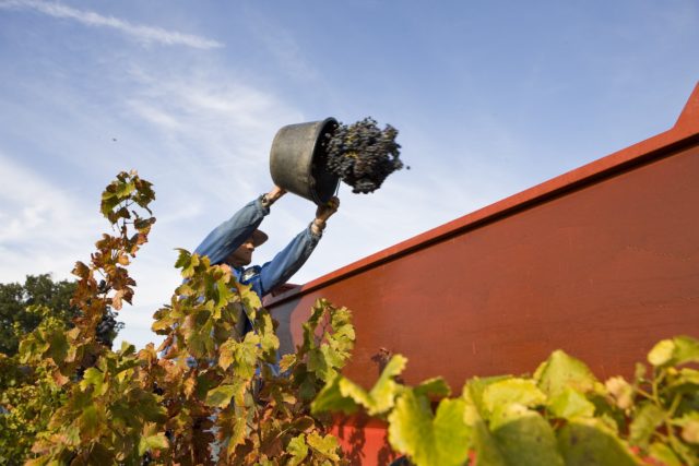 罗纳河谷2019年葡萄收成量同比上涨