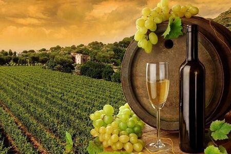 关于游览葡萄酒的文化先从葡萄酒园开始我们知道哪些呢？