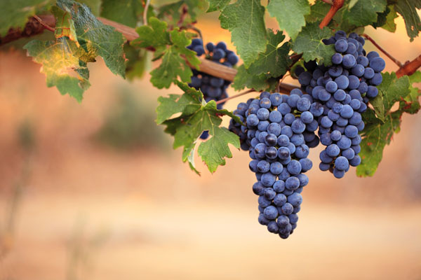 关于法国葡萄酒的发展史我们知道多少呢？