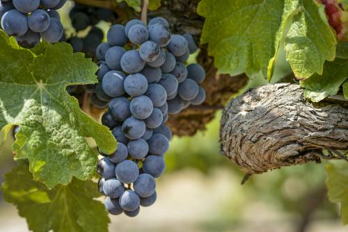 地中海式气候“成就”的葡萄酒，品质好吗