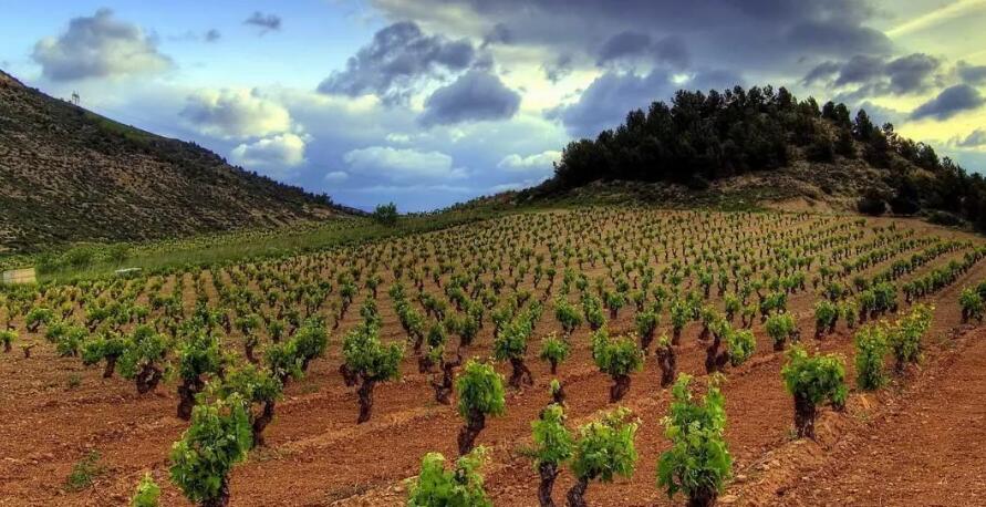 西班牙卢埃达葡萄酒产区重新制定分级分类系统