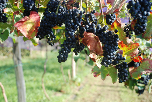 智利标志性红葡萄品种是什么？