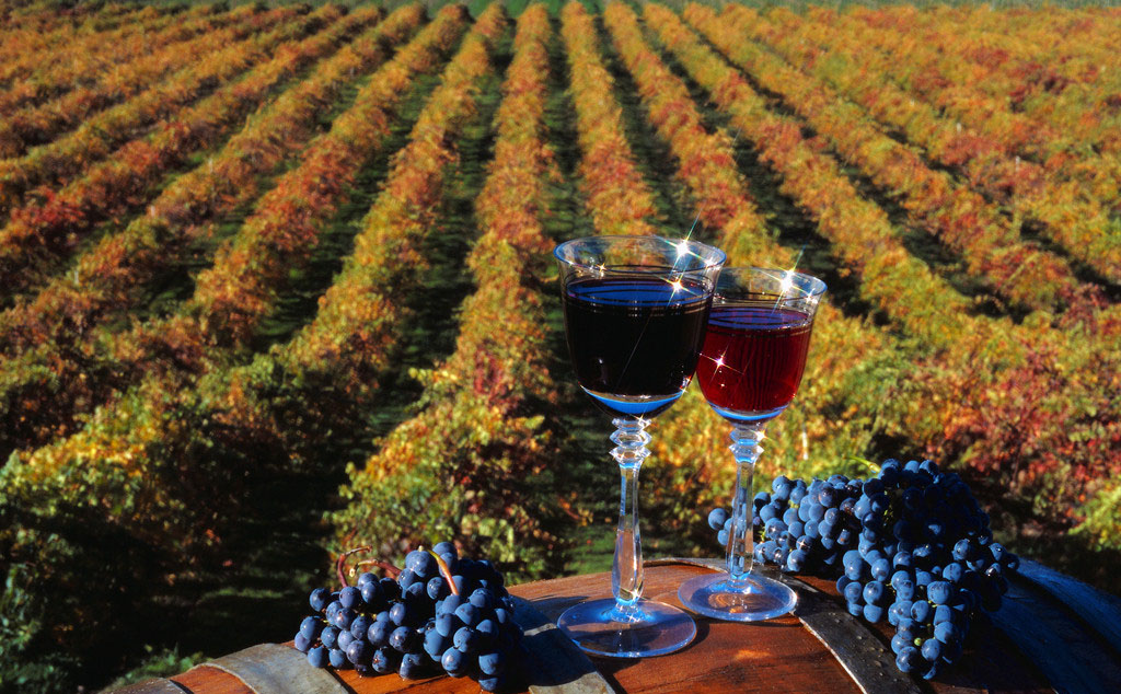 饮用葡萄酒有助于抑制上呼吸道炎症
