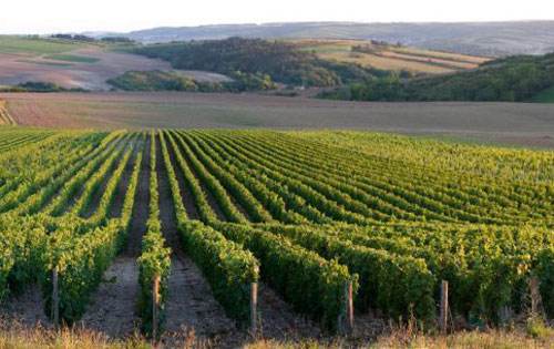 勃艮第葡萄酒出口量首次突破10亿欧元