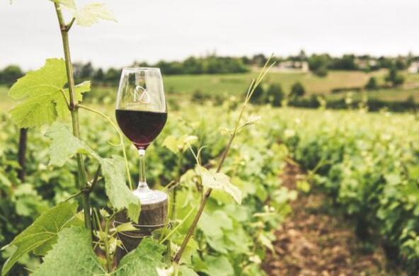 法国有望成为世界领先的有机葡萄酒消费国