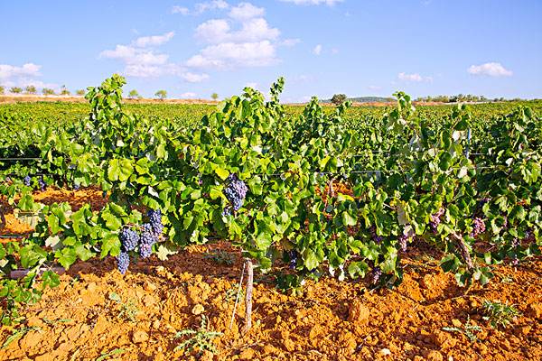 自然种植葡萄酒的产量在不断增长