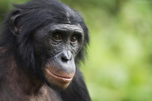 酒精代谢能力进化可以让人类史前猿类祖先免于灭绝