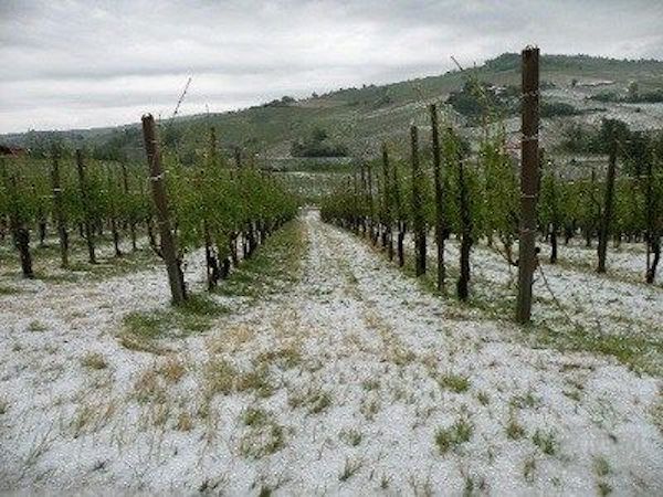 气候变化成为全球葡萄酒行业最严峻挑战