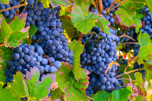 法国罗纳河谷葡萄酒特点是什么？