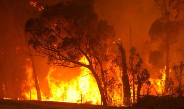 高温天气和森林大火影响澳洲葡萄酒产业发展