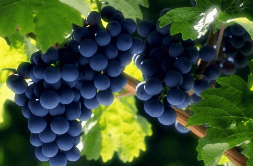 你知道饮用葡萄酒的几大益处是什么吗？