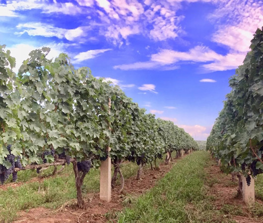 2019年蓬莱产区酿酒葡萄产收报告出炉