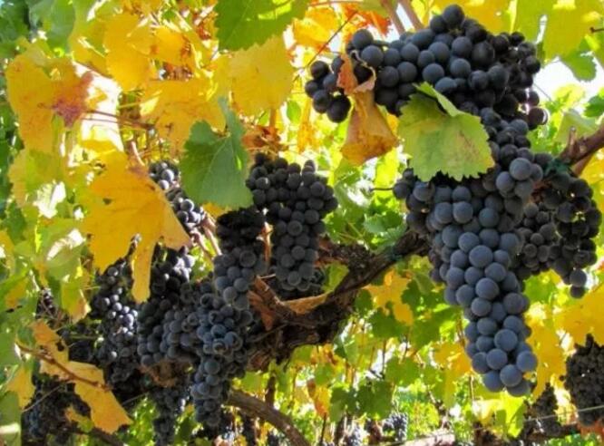 赤霞珠酿造的意大利葡萄酒，不同风味的兰第尼彼尔维干红葡萄酒
