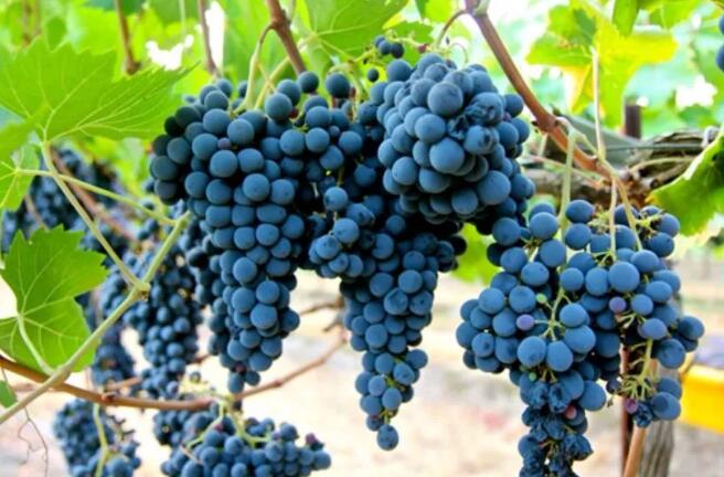 100%桑娇维塞酿造的干红葡萄酒——索奈罗，独一无二的风味