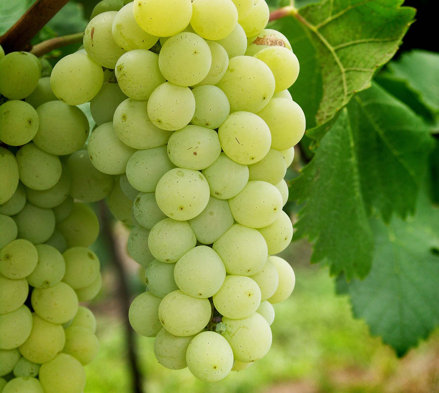 白葡萄品种有哪些呢？