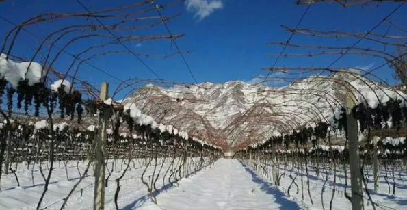 《吉林省鸭绿江河谷带葡萄酒产业发展规划》公布