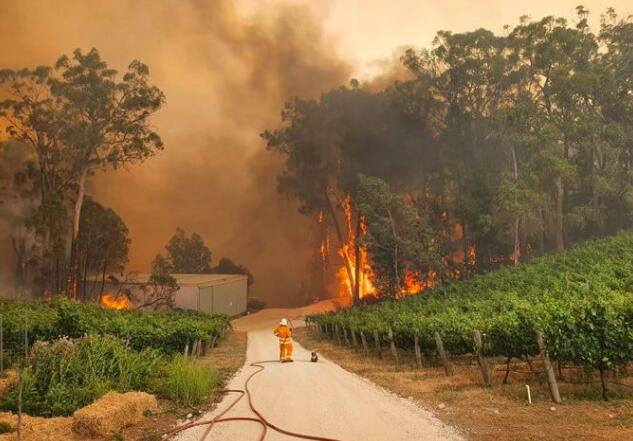 澳洲大火烟雾笼罩当地，葡萄园受到严重破坏