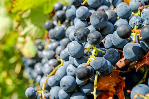 波尔多红葡萄酒品种有哪些？
