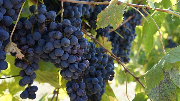 关于酿酒葡萄特浓情品种