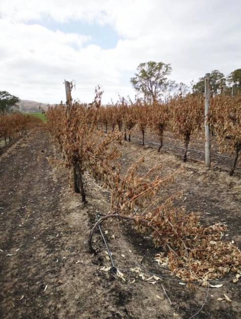 澳洲山火导致葡萄损失，减产已成定局
