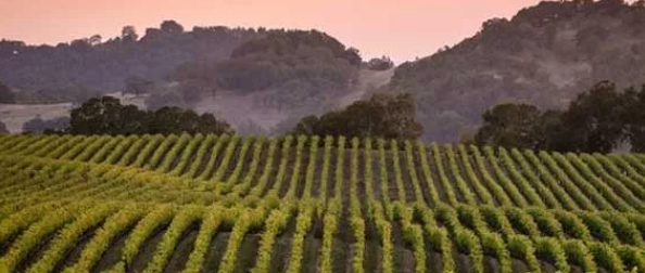 美国葡萄酒销售量不佳导致葡萄种植者砍掉葡萄藤